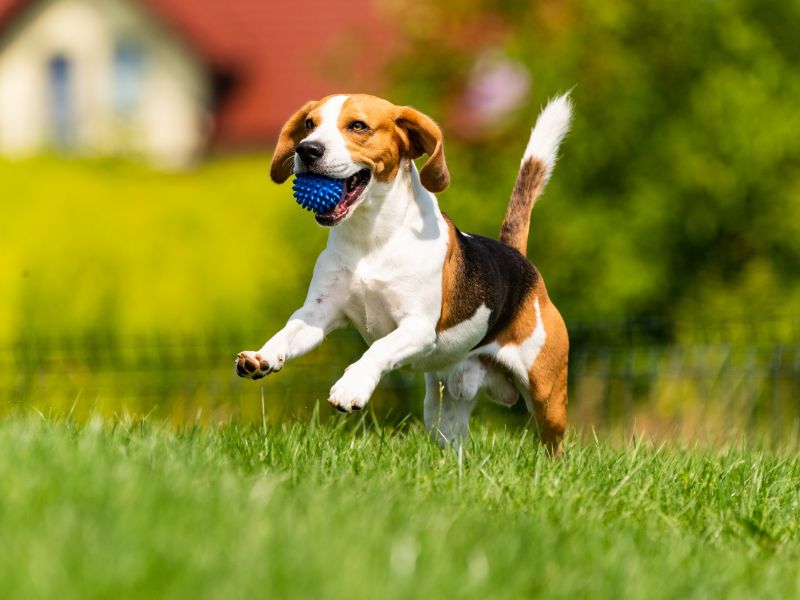 JALカード × PICA 愛犬と楽しむキャンププラン｜ドッグラン付きのコテージで、愛犬と一緒にのびのび過ごす休日。 自然の中で愛犬と過ごす時間をお楽しみください。